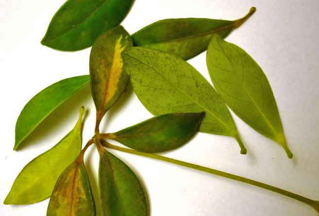 Чаще всего листва у шеффлеры опадает при проблемах, связанных с низкой или слишком высокой температурой, а также сухостью грунта в цветочном горшке